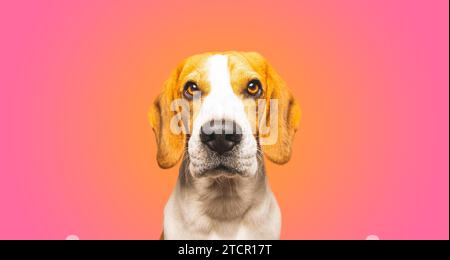 Close-up von niedlichen Beagle Hund, Porträt, vor rosa Hintergrund. Platz kopieren Stockfoto