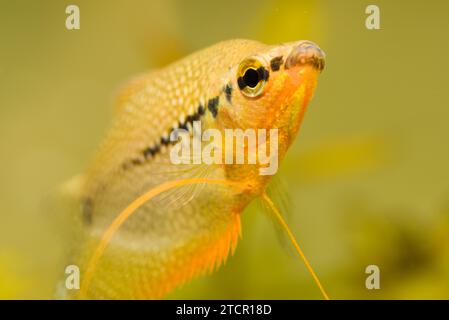 Pearl Gourami (Trichopodus leerii) Süßwasser-Aquarienfische in Fischbecken. Aquarienkonzept Stockfoto