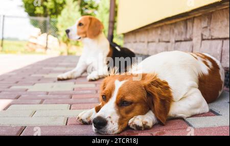 Epagneul Breton, Brittany Spaniel und Beagle Hund. Zwei Hunde ruhen im Schatten auf einem kühlen gemauerten Bürgersteig neben einem Haus. Hundehintergrund Stockfoto