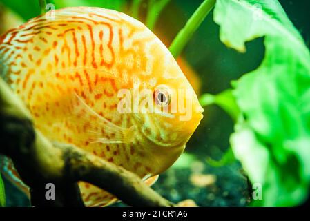 Bunte Fische aus den Spieces disus (Symphysodon) im Aquarium. Selektiver Fokus Stockfoto