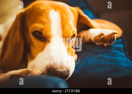 Adorable Beagle Hund schlafen auf der Couch. Hunde- Hintergrund. Faul Regentag auf der Couch Stockfoto