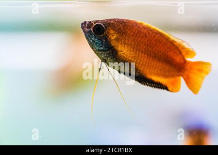 Honiggourami (Trichogaster Chuna) tropische Aquarienfische im Fischbecken. Bunte männliche Fische. Aquarienkonzept Stockfoto