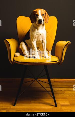 Ein beagle Hund sitzt auf einem gelben Stuhl vor einem schwarzen Hintergrund. Süßer Hund auf Möbeln Stockfoto