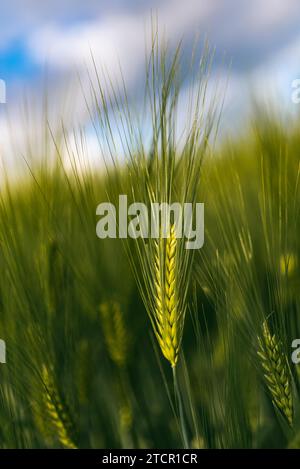 Grüner Weizen auf dem Feld im Frühjahr. Selektiver Fokus, flacher DOF-Hintergrund. Konzept der purpurpurpurpurpurpurpurpurpurbauchenden Roggen Stockfoto