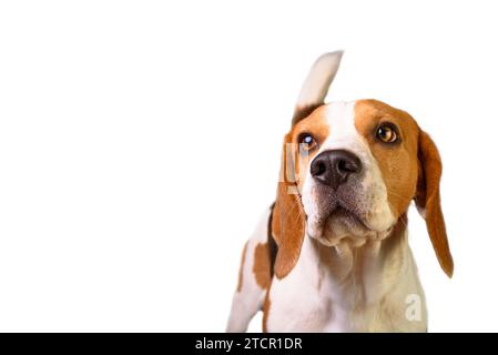 Porträt eines jungen männlichen beagle Hund auf weißem Hintergrund. Isoliert mit Platz kopieren Stockfoto