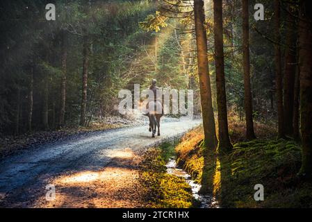 Eine Frau, die auf einem Pfad im Wald reitet. Nebelwald mit Sonnenstrahlen Stockfoto