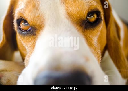 Hund Nahaufnahme Porträt Hund Nahaufnahme Porträt selektiver Fokus auf Augen. Hintergrund des Hundes Stockfoto