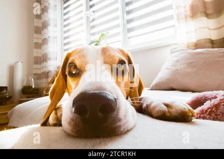 Beagle Hund liegt auf einem gemütlichen Sofa im sonnigen Wohnzimmer. Liebenswert Hunde Hintergrund Stockfoto