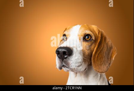 Schöner Beagle Hund isoliert auf braunem Hintergrund. Studio-Aufnahmen. Ich schaue nach oben, ein Kopffoto-Porträt Stockfoto