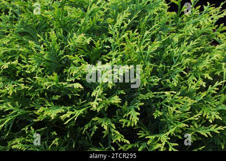 „Smaragd“ White Cedar (Thuja occidentalis) Blätter im Sommer, Quebec, Kanada Stockfoto