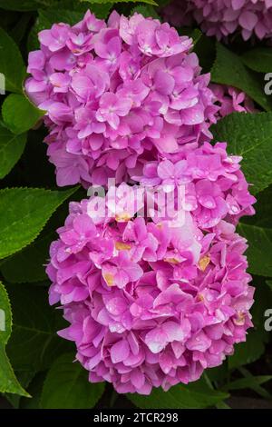 Rosafarbene Hortensie (Hortensie macrophylla), deren Blütenblätter im Sommer durch zu viel Regenwasser braun werden, Quebec, Kanada Stockfoto