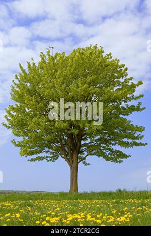 Ahorn (Acer), einsamer Baum auf einer Wiese mit blühendem Löwenzahn (Taraxacum Sekt. Ruderalia), blauer bewölkter Himmel, Nordrhein-Westfalen, Deutschland Stockfoto