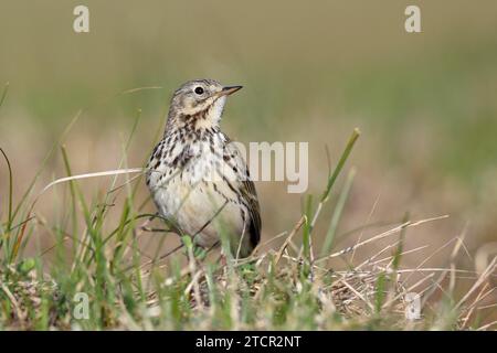 Raps (Anthus pratensis), im Zuchtgebiet, Tier in Dünenvegetation, Nationalpark Niedersächsisches Wattenmeer, Ostfriesische Inseln, Niedersachsen Stockfoto