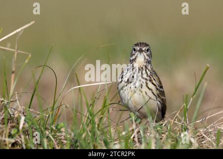 Raps (Anthus pratensis), im Zuchtgebiet, Tier in Dünenvegetation, Nationalpark Niedersächsisches Wattenmeer, Ostfriesische Inseln, Niedersachsen Stockfoto