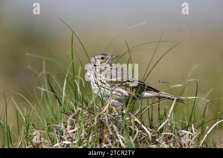 Raps (Anthus pratensis), im Zuchtgebiet, Tier in Dünenvegetation, Nationalpark Niedersächsisches Wattenmeer, Ostfriesische Inseln, Niedersachsen Stockfoto