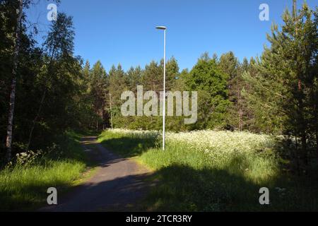 Skandinavischer Trail, Reisen zu Fuß oder mit dem Fahrrad in Schweden. Weg durch den Wald. Blühende Umgebung. Stockfoto