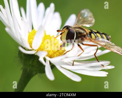 Hoverfly sitzt auf einer Gänseblümchen, Hoverflies (Syrphidae), Nahaufnahme, grün, weiß, Habitat, Makro, Makroansicht, Makroaufnahme Makrobild, Makrofoto, Makro Stockfoto