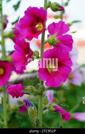 Rosa Hollyhock alcea rosea Blume in Blüte Stockfoto