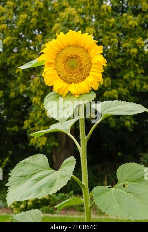 Eine Sonnenblume im Garten Stockfoto