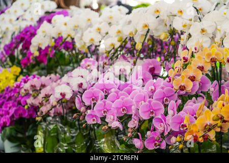 Wunderschöne Phalaenopsis Orchideen mit schönen Blumen und grünen Blättern. In einem Gartencenter werden viele verschiedene Farben gezeigt. Stockfoto