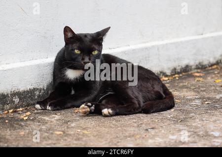 Schwarze Straßenkatze sitzt in einem Park auf der Straße Stockfoto