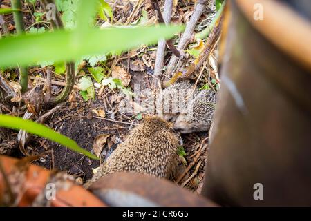 Igelmutter mit Jungen im Lebensumfeld des Menschen. Ein naturnaher Garten ist ein guter Lebensraum für Igel, auch junge Igel können es sein Stockfoto