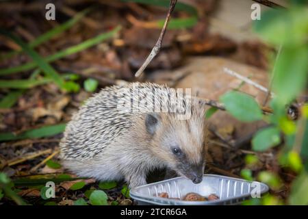 Igelmutter mit Jungen im Lebensumfeld des Menschen. Ein naturnaher Garten ist ein guter Lebensraum für Igel, auch junge Igel können es sein Stockfoto