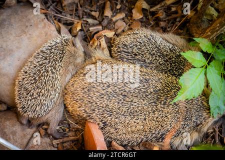 Igelmutter mit Jungen im Lebensumfeld des Menschen. Ein naturnaher Garten ist ein guter Lebensraum für Igel, auch junge Igel können es sein Stockfoto