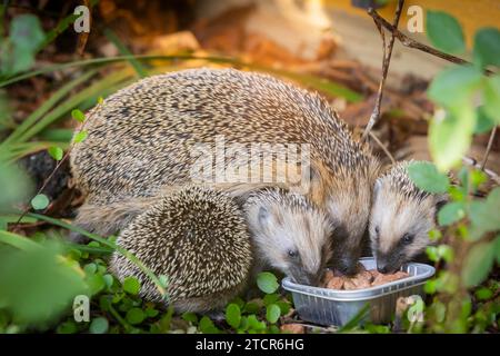 Igelmutter mit Jungen im Lebensumfeld des Menschen. Ein naturnaher Garten ist ein guter Lebensraum für Igel, auch junge Igel können es sein Stockfoto