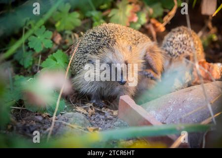 Igelmutter mit Jungen im Lebensumfeld des Menschen. Ein naturnaher Garten ist ein guter Lebensraum für Igel, auch junge Igel können es sein Stockfoto