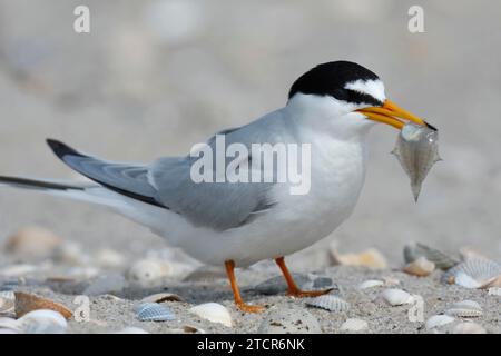 Kleine Teere (Sternula albifrons), ausgewachsener Vogel mit Fisch im Schnabel, Fütterung, Nationalpark Niedersächsisches Wattenmeer, Ostfriesische Inseln, Niedere Stockfoto