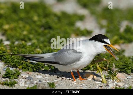 Kleine Teere (Sternula albifrons), ausgewachsener Vogel mit Fisch im Schnabel, Fütterung, Nationalpark Niedersächsisches Wattenmeer, Ostfriesische Inseln, Niedere Stockfoto