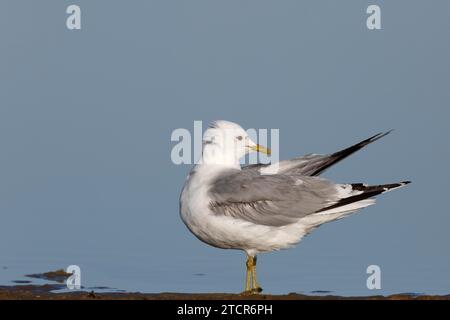 Möwe (Larus canus), im Wasser ruhend, Nationalpark Niedersächsisches Wattenmeer, Ostfriesische Inseln, Niedersachsen, Deutschland Stockfoto