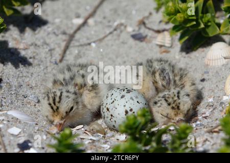 Sternula albifrons, zwei frisch geschlüpfte Küken mit einem Ei in der Kupplung, Nationalpark Niedersächsisches Wattenmeer, Ostfriesische Inseln Stockfoto