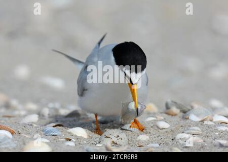 Kleine Teere (Sternula albifrons), ausgewachsener Vogel mit Fisch im Schnabel, Fütterung, Nationalpark Niedersächsisches Wattenmeer, Ostfriesische Inseln, Niedere Stockfoto