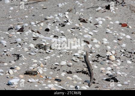 Ringpflauer (Charadrius hiaticula), Clutch am Strand, Suchbild, gut getarnt auf dem Boden, frisch geschlüpfte Junge in der Clutch mit Eiern Stockfoto