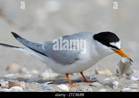 Kleine Teere (Sternula albifrons), ausgewachsener Vogel mit Fisch im Schnabel, Fütterung, Nationalpark Niedersächsisches Wattenmeer, Ostfriesische Inseln, Niedere Stockfoto