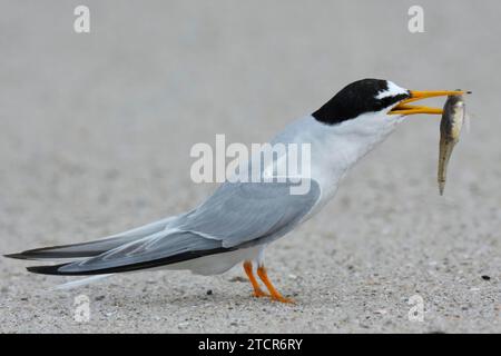 Kleine Teere (Sternula albifrons), ausgewachsener Vogel mit Fisch im Schnabel, Fütterung, Nationalpark Niedersächsisches Wattenmeer, Ostfriesische Inseln, Niedere Stockfoto