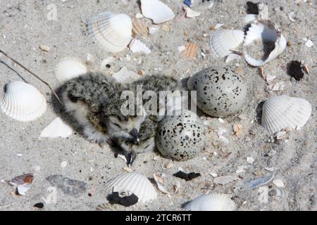 Ringpflauer (Charadrius hiaticula), Clutch am Strand, Suchbild, gut getarnt auf dem Boden, frisch geschlüpfte Junge in der Clutch mit Eiern Stockfoto