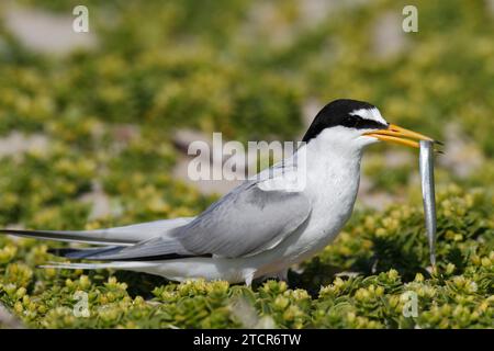 Kleine Teere (Sternula albifrons), ausgewachsener Vogel mit Fisch im Schnabel, Fütterung, Nationalpark Niedersächsisches Wattenmeer, Ostfriesische Inseln, Niedere Stockfoto