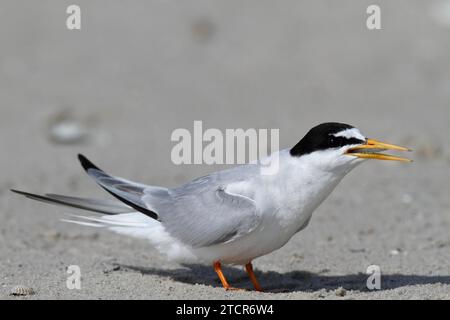 Kleine Teere (Sternula albifrons), ausgewachsener Vogel mit Fisch im Schnabel, Fütterung, Nationalpark Niedersächsisches Wattenmeer, Ostfriesische Inseln, Niedere Stockfoto