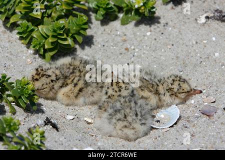 Sternula albifrons, drei frisch geschlüpfte Küken in einer Kupplung, Nationalpark Niedersächsisches Wattenmeer, Ostfriesische Inseln, Niedersachsen Stockfoto