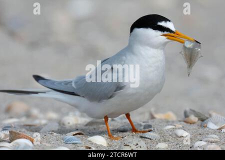 Kleine Teere (Sternula albifrons), ausgewachsener Vogel mit Fisch im Schnabel, Fütterung, Nationalpark Niedersächsisches Wattenmeer, Ostfriesische Inseln, Niedere Stockfoto