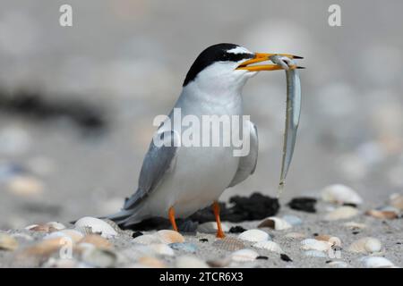 Kleine Teere (Sternula albifrons), ausgewachsener Vogel mit Fisch im Schnabel, Fütterung, Nationalpark Niedersächsisches Wattenmeer, Ostfriesische Inseln, Niedere Stockfoto