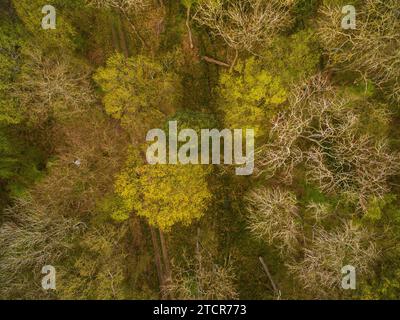 Luftaufnahme des Waldes neben einem gepflügten Feld im ländlichen North Bedfordshire, England, Großbritannien - Foto: Geopix Stockfoto