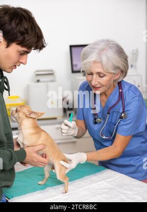 Guy Besitzer chihuahua Hund hält Haustier und hilft Tierarzt der Klinik, Routineimpfungen durchzuführen Stockfoto