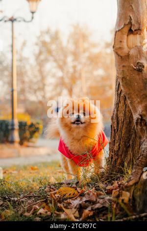 pommern im Park Stockfoto