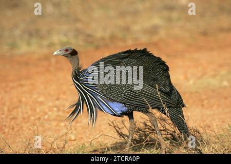 Vulturine guineafowl Stockfoto