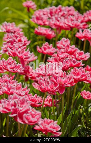 Nahaufnahme von blühenden rosa Tulpen auf Kolomenskoje Anwesen. Moskau, Russland. Stockfoto