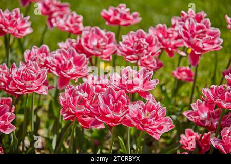 Nahaufnahme von blühenden rosa Tulpen auf Kolomenskoje Anwesen. Moskau, Russland. Stockfoto